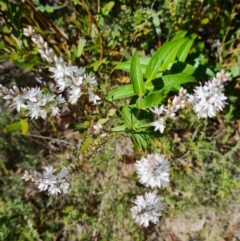 Veronica derwentiana subsp. derwentiana (Derwent Speedwell) at Namadgi National Park - 4 Dec 2023 by WalkYonder