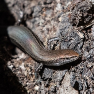 Lampropholis delicata at Higgins Woodland - 3 Dec 2023 04:31 PM