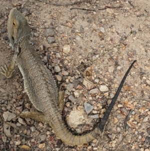 Pogona barbata at Burrinjuck, NSW - 5 Dec 2023