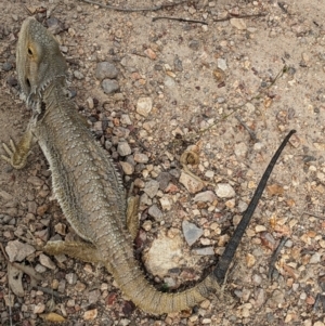 Pogona barbata at Burrinjuck, NSW - suppressed
