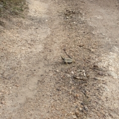 Pogona barbata at Burrinjuck, NSW - suppressed