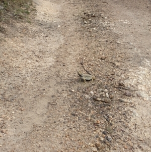 Pogona barbata at Burrinjuck, NSW - suppressed