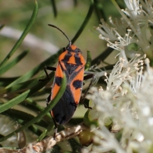 Spilostethus pacificus at Murrumbateman, NSW - 3 Dec 2023