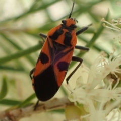 Spilostethus pacificus at Murrumbateman, NSW - 3 Dec 2023