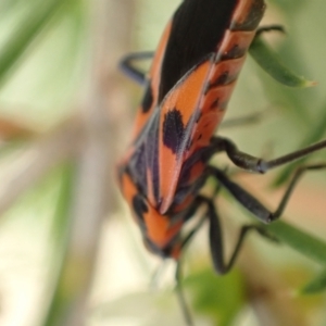 Spilostethus pacificus at Murrumbateman, NSW - 3 Dec 2023