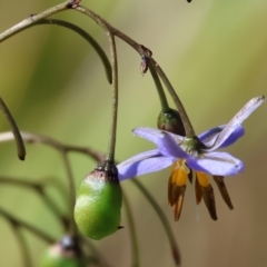 Dianella revoluta var. revoluta (Black-Anther Flax Lily) at Wodonga - 2 Dec 2023 by KylieWaldon