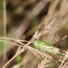 Conocephalus semivittatus (Meadow katydid) at WREN Reserves - 2 Dec 2023 by KylieWaldon