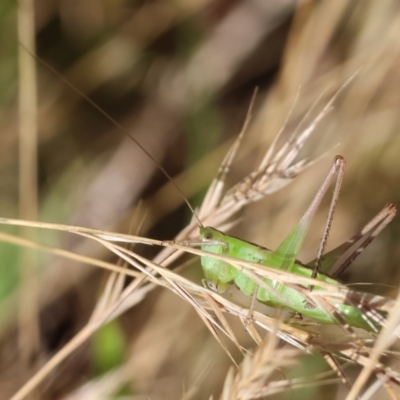 Conocephalus semivittatus (Meadow katydid) at WREN Reserves - 3 Dec 2023 by KylieWaldon