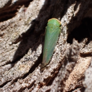 Rosopaella leurensis at Murrumbateman, NSW - 3 Dec 2023 02:33 PM