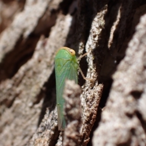 Rosopaella leurensis at Murrumbateman, NSW - 3 Dec 2023 02:33 PM