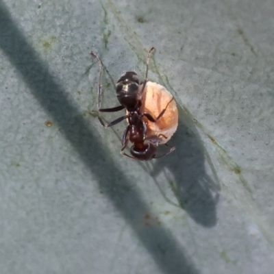 Unidentified Ant (Hymenoptera, Formicidae) at Wodonga, VIC - 2 Dec 2023 by KylieWaldon