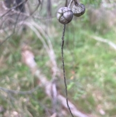 Leptospermum polygalifolium subsp. polygalifolium (Yellow Teatree) at Flea Bog Flat, Bruce - 5 Dec 2023 by lyndallh