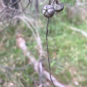 Leptospermum polygalifolium subsp. polygalifolium at Bruce Ridge to Gossan Hill - 5 Dec 2023