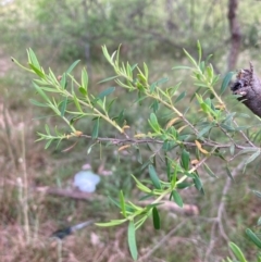 Leptospermum polygalifolium subsp. polygalifolium at Bruce Ridge to Gossan Hill - 5 Dec 2023