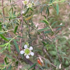 Leptospermum polygalifolium subsp. polygalifolium at Bruce Ridge to Gossan Hill - 5 Dec 2023