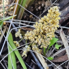 Lomandra multiflora (Many-flowered Matrush) at Belconnen, ACT - 5 Dec 2023 by sangio7