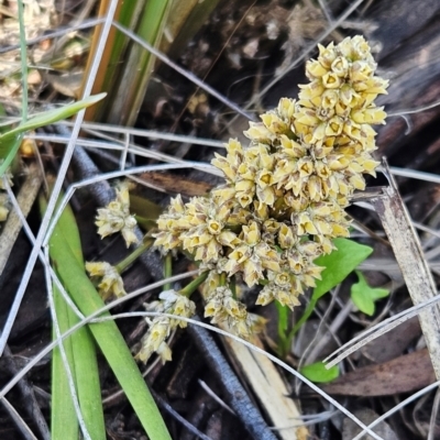 Lomandra multiflora (Many-flowered Matrush) at Belconnen, ACT - 5 Dec 2023 by sangio7