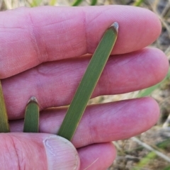 Lomandra multiflora at The Pinnacle - 5 Dec 2023