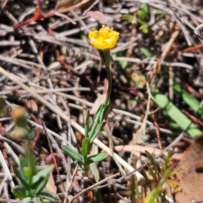 Hypericum gramineum (Small St Johns Wort) at The Pinnacle - 5 Dec 2023 by sangio7