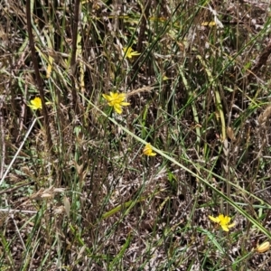 Tricoryne elatior at The Pinnacle - 5 Dec 2023