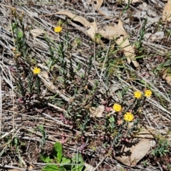 Hypericum gramineum (Small St Johns Wort) at The Pinnacle - 5 Dec 2023 by sangio7