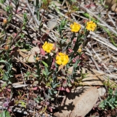 Hypericum gramineum at The Pinnacle - 5 Dec 2023