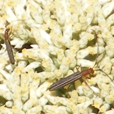 Syllitus microps (Longicorn or Longhorn beetle) at Mount Taylor NR (MTN) - 4 Dec 2023 by MichaelMulvaney