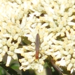 Syllitus microps at Mount Taylor NR (MTN) - 5 Dec 2023