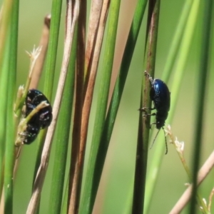 Arsipoda sp. (genus) at Stranger Pond - 5 Dec 2023