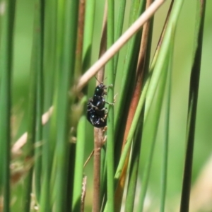 Arsipoda sp. (genus) at Stranger Pond - 5 Dec 2023