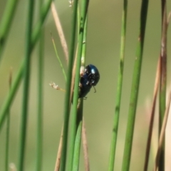 Arsipoda sp. (genus) at Stranger Pond - 5 Dec 2023