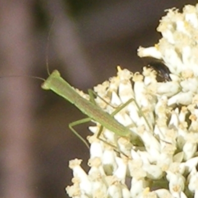 Orthodera ministralis (Green Mantid) at Tuggeranong, ACT - 5 Dec 2023 by MichaelMulvaney