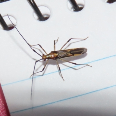 Rayieria acaciae (Acacia-spotting bug) at Bonython, ACT - 5 Dec 2023 by RodDeb