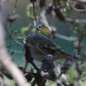 Zosterops lateralis at Stranger Pond - 5 Dec 2023