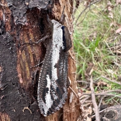 Endoxyla (genus) (Unknown Wood Moth) at Mount Ainslie - 5 Dec 2023 by Pirom