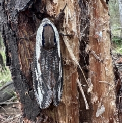 Endoxyla (genus) at Mount Ainslie - suppressed