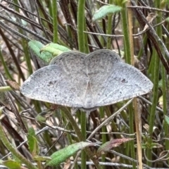 Casbia pallens (Pale Casbia) at Majura, ACT - 3 Dec 2023 by Pirom