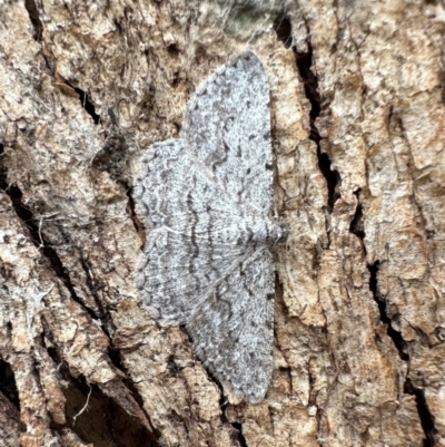 Psilosticha absorpta (Fine-waved Bark Moth) at Mount Ainslie - 5 Dec 2023 by Pirom