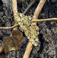 Unplaced externaria (Mahogany Bark Moth (formerly Hypomecis externaria)) at Corroboree Park - 29 Nov 2023 by Pirom
