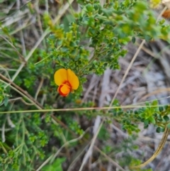 Mirbelia oxylobioides (Mountain Mirbelia) at Namadgi National Park - 4 Dec 2023 by WalkYonder