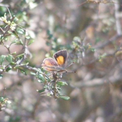 Paralucia pyrodiscus (Fiery Copper) at Tuggeranong, ACT - 5 Dec 2023 by MichaelMulvaney