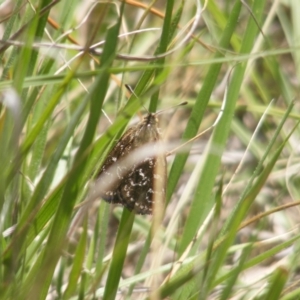 Synemon plana at Yarralumla, ACT - 5 Dec 2023