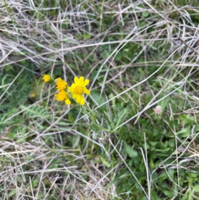 Senecio pinnatifolius var. alpinus at Namadgi National Park - 4 Dec 2023 by nath_kay