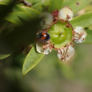 Diomus notescens at Murrumbateman, NSW - 3 Dec 2023