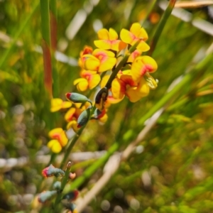 Sphaerolobium minus at Namadgi National Park - 5 Dec 2023