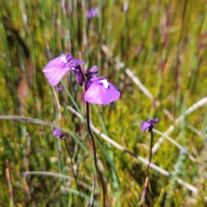 Utricularia dichotoma at Namadgi National Park - 5 Dec 2023 02:34 PM