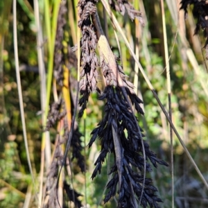 Gahnia subaequiglumis at Namadgi National Park - 5 Dec 2023