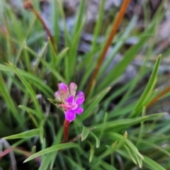 Stylidium montanum (Alpine Triggerplant) at Namadgi National Park - 5 Dec 2023 by BethanyDunne