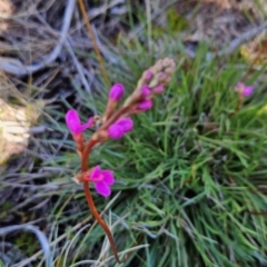 Stylidium montanum at Namadgi National Park - 5 Dec 2023 02:51 PM