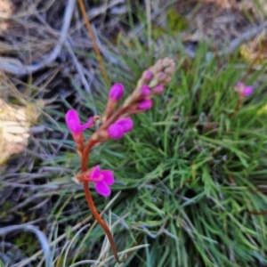 Stylidium montanum at Namadgi National Park - 5 Dec 2023 02:51 PM